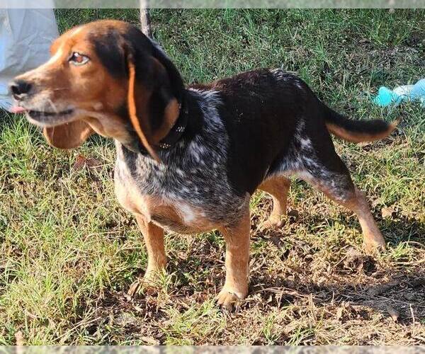 Medium Photo #1 Beagle Puppy For Sale in Atlanta, GA, USA