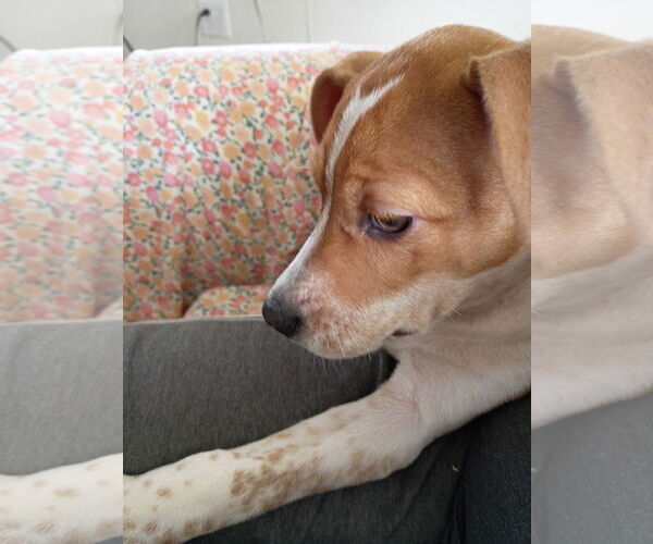 Medium Photo #7 Mutt Puppy For Sale in Holly Springs, NC, USA