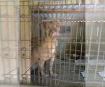 Small American Staffordshire Terrier