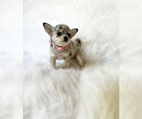 Medium Photo #6 Chihuahua Puppy For Sale in SACRAMENTO, CA, USA