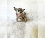 Small #5 Chihuahua