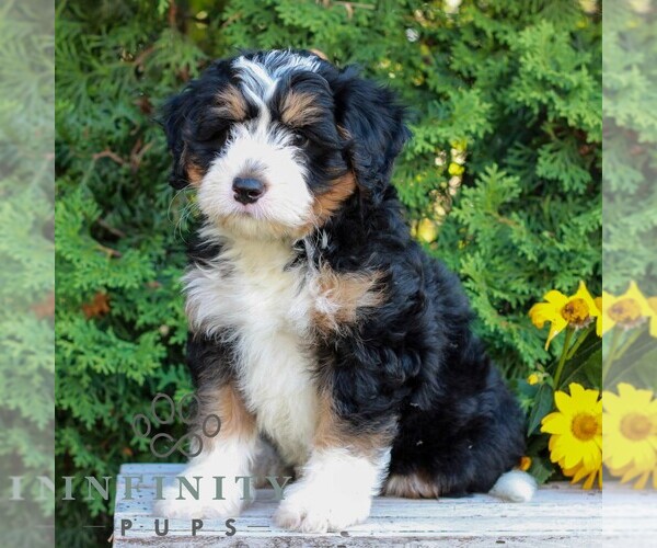 Medium Photo #3 Bernedoodle (Miniature) Puppy For Sale in LITITZ, PA, USA