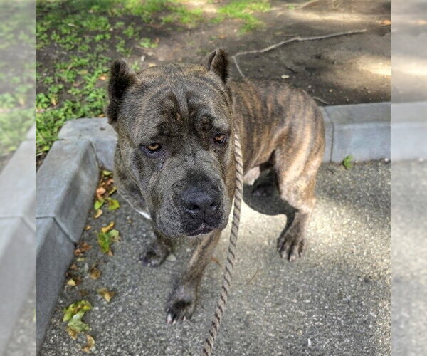 Medium Photo #1 Mastiff Puppy For Sale in Long Beach, CA, USA