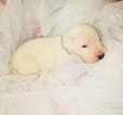 Small Photo #8 Dogo Argentino Puppy For Sale in LUTZ, FL, USA