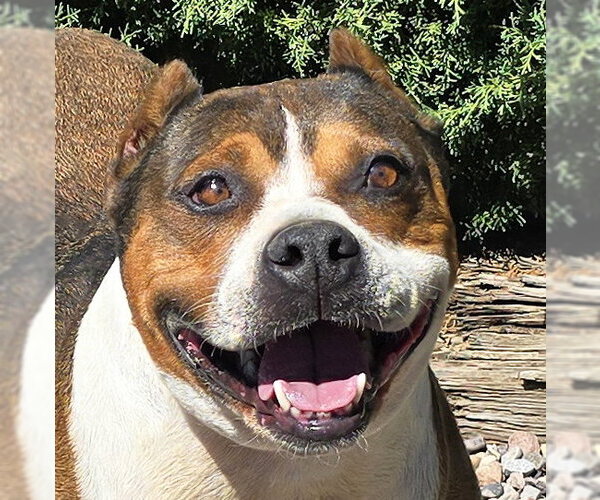 Medium Photo #1 American Staffordshire Terrier Puppy For Sale in Albuquerque, NM, USA