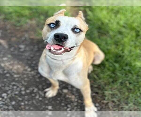 Medium Photo #2 American Pit Bull Terrier-Unknown Mix Puppy For Sale in Conroe, TX, USA