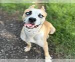 Small #1 American Pit Bull Terrier Mix
