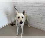 Small German Shepherd Dog Mix