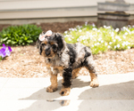 Small #4 Cocker Spaniel-Poodle (Miniature) Mix