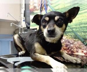 Chihuahua-Unknown Mix Dogs for adoption in Moreno Valley, CA, USA