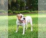 Small #10 Mutt