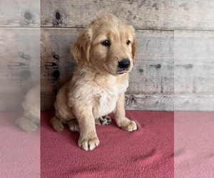 Golden Retriever Puppy for sale in VERMONTVILLE, MI, USA