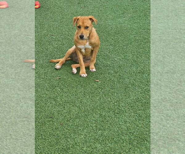Medium Photo #7 Labrador Retriever-Unknown Mix Puppy For Sale in oakland, FL, USA