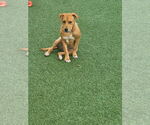 Small #6 Labrador Retriever Mix