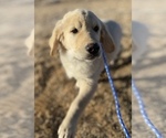 Small Photo #3 English Cream Golden Retriever Puppy For Sale in COLORADO SPRINGS, CO, USA