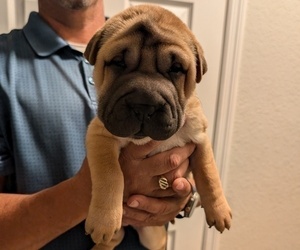 Ori-Pei Puppy for sale in LAKELAND, FL, USA