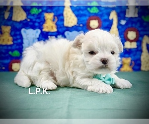 Maltese Puppy for sale in WINNSBORO, LA, USA