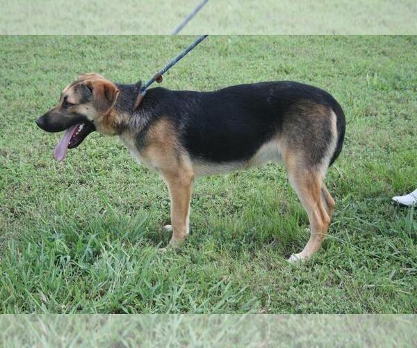Medium Photo #4 Mutt Puppy For Sale in Abbeville, LA, USA