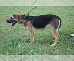 Small #3 Mutt