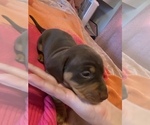 Small Photo #9 Dachshund Puppy For Sale in DENHAM SPRINGS, LA, USA