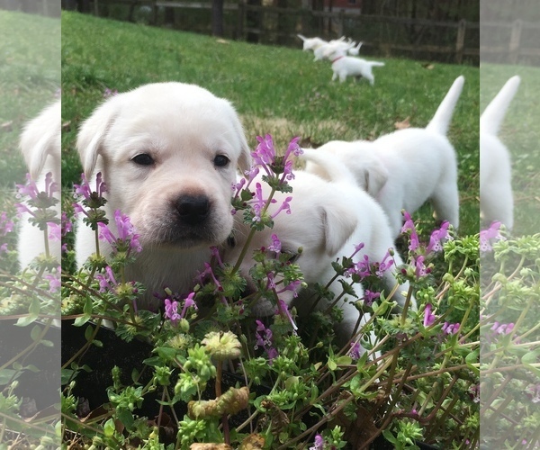 Medium Photo #9 Labrador Retriever Puppy For Sale in KEEDYSVILLE, MD, USA
