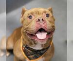 SUNRISE - Male American Staffordshire Terrier-Unknown Mix Dog for Adoption - Small photo