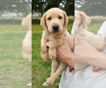Small #2 Labrador Retriever