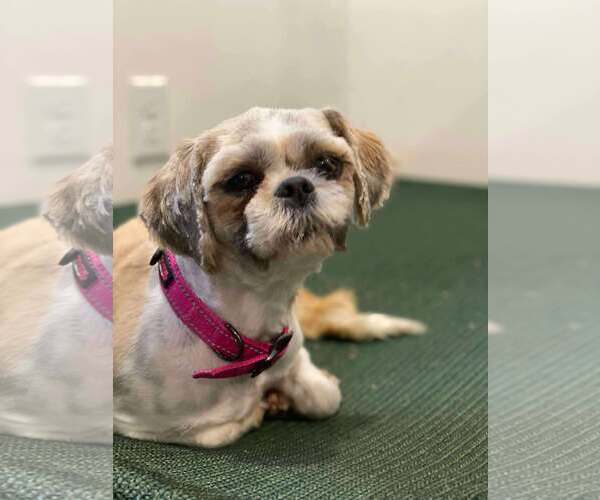 Medium Photo #2 Shih Tzu Puppy For Sale in Lewistown, PA, USA