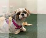 Small #1 Shih Tzu