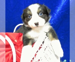 Australian Shepherd Puppy for sale in HARTVILLE, MO, USA
