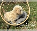 Small #4 Poochon