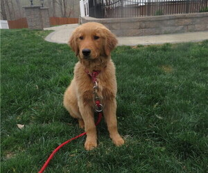 Golden Retriever Puppy for sale in MECHANICSVILLE, MD, USA