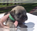 Puppy 4 Schnauzer (Miniature)