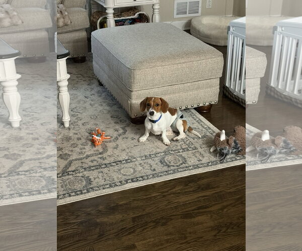 Medium Photo #5 Dachshund Puppy For Sale in Fruitland, SC, USA