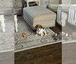 Small #4 Dachshund