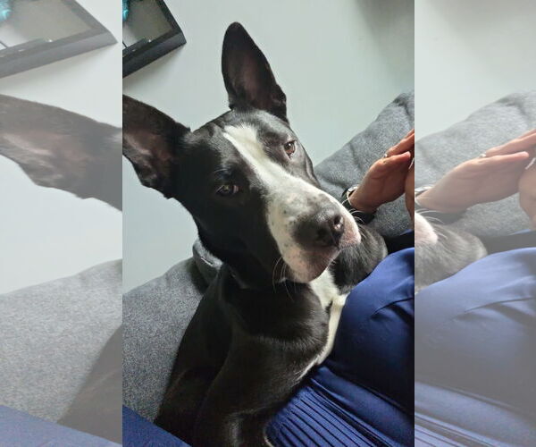 Medium Photo #2 Mutt Puppy For Sale in Virginia Beach, VA, USA