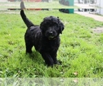 Small Photo #2 Goldendoodle Puppy For Sale in PORT CHARLOTTE, FL, USA