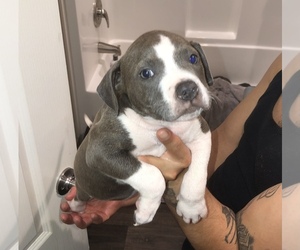 American Bully Puppy for sale in PASADENA, TX, USA