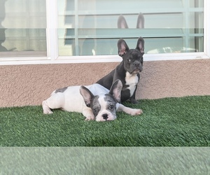 French Bulldog Puppy for sale in HESPERIA, CA, USA