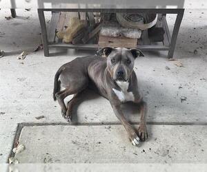 American Staffordshire Terrier-Unknown Mix Dogs for adoption in San Antonio, TX, USA