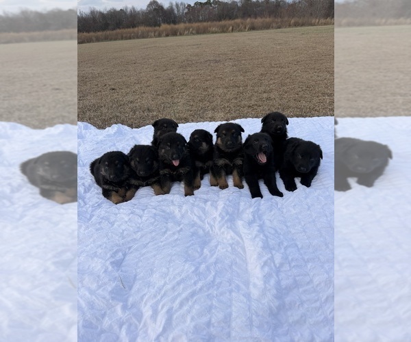 Medium Photo #1 German Shepherd Dog Puppy For Sale in GREENVILLE, NC, USA