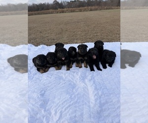 German Shepherd Dog Puppy for sale in GREENVILLE, NC, USA