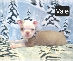 Boston Terrier Puppy for sale in MINERAL WELLS, WV, USA