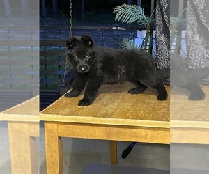 German Shepherd Dog Puppy for sale in WAGENER, SC, USA