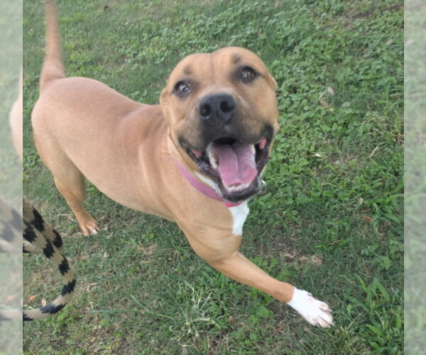 Medium Photo #2 Mutt Puppy For Sale in Texas City, TX, USA