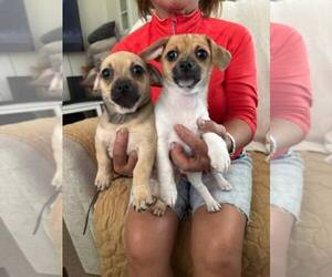Chiweenie Puppy for Sale in LA PINE, Oregon USA