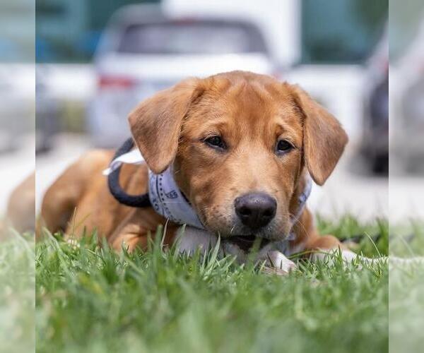 Medium Photo #10 Labrador Retriever-Unknown Mix Puppy For Sale in San Diego, CA, USA