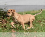 Small Photo #8 Australian Shepherd-Beagle Mix Puppy For Sale in Mechanicsburg, PA, USA