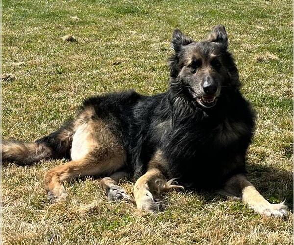 Medium Photo #2 German Shepherd Dog-Unknown Mix Puppy For Sale in Incline Village, NV, USA
