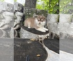 Paprika - Male Pomsky Puppy for Sale - Photo #4